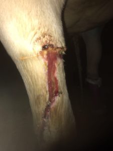 2 jarige hengst loopt beenwond op in de wei. Is meteen gehecht, maar de hechtingen houden het niet. Resultaat na 1 laserbehandeling.