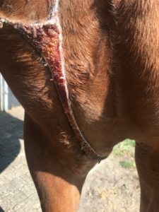 Jong paard loopt grote lelijke wond op in de opfok. Resultaat na 6 weken lasertherapie